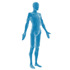 3D rendering of a human male anatomy model.
