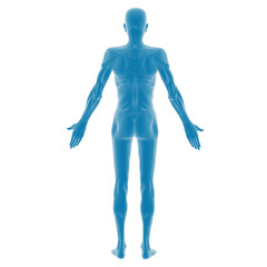 Transparent blue 3D human body model