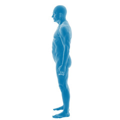 Blue 3D model of a human body in profile view
