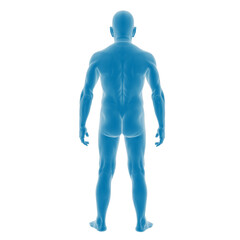 3D model of human anatomy in blue tone