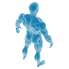 3D illustration of the human muscular system