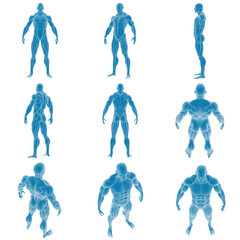 3D muscle anatomy models in various poses