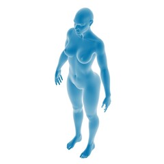 3D rendering of human body anatomy in blue