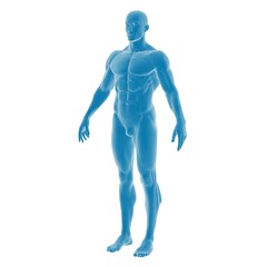3D blue transparent male anatomical model