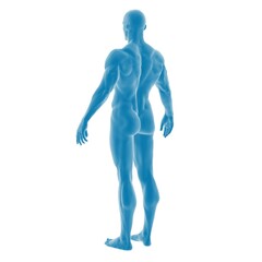 Fototapeta premium 3D model of a human male figure in blue.