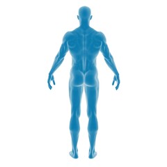 3D rendering of a male anatomical figure in blue.