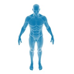 3D anatomical model of a human male body.