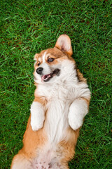 Welsh Corgi Dog Relaxing on Back in Lush Green Lawn