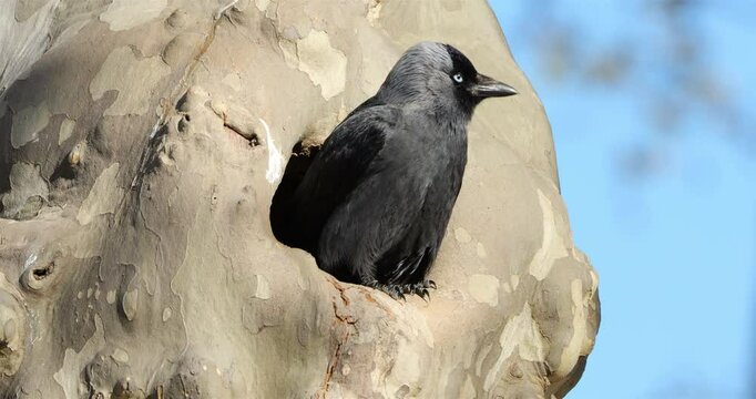 Western jackdaw (Coloeus monedula), nesting in a platanus, France