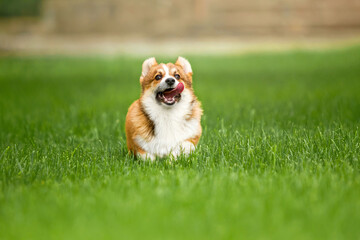 Young Welsh Corgi Puppy Running in Vibrant Green Lawn