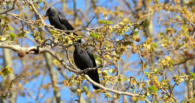 Couple of Western jackdaws (Coloeus monedula), collecting twigs to build its nest, southern France