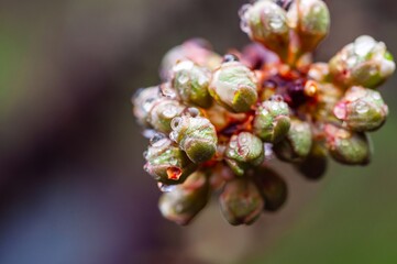 Raindrops cling to the swelling buds of a plant, heralding the arrival of spring and new growth.