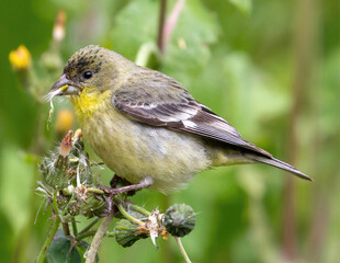 Lesser Goldfinch Adult Female Feeding. Mountain View, Santa Clara County, California, USA.