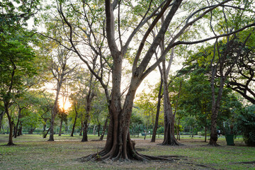 Big tree in Chatuchak park in Bangkok, Thailand