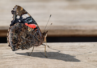 Barwny duży motyl rusałka admirał stoi na stole