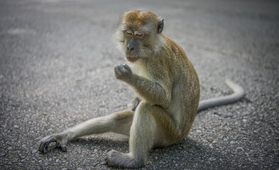 Portrait of a Curious Monkey in Natural Habitat