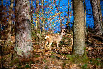 Fototapeta premium Young roebuck (Capreolus capreolus) in a light and sunny deciduous forest in spring. Animal portrait of the wild male red deer in the Sauerland (Germany) from a short distance. The antlers are growing