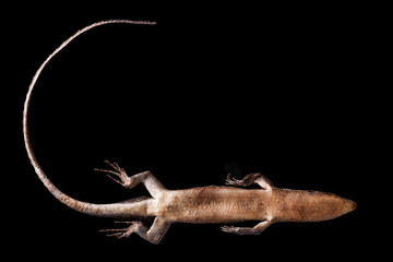 Common Sun Skink Thailand