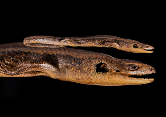 Common Sun Skink Thailand