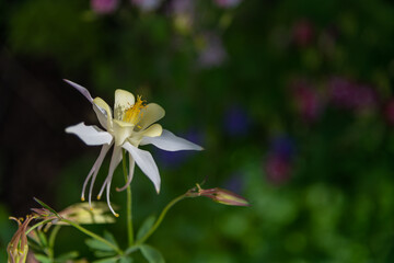 Fototapeta premium Delicate aquilegia blooms in a vibrant garden setting during springtime