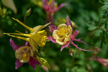 Obraz premium Colorful aquilegia flowers blooming in a vibrant garden setting