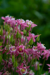 Fototapeta premium Vibrant pink Aquilegia blooms in a lush garden setting during springtime