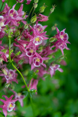 Beautiful clusters of aquilegia flowers blooming in a vibrant garden