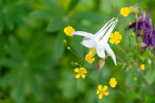 Beautiful aquilegia flowers bloom in a vibrant garden setting under sunlight