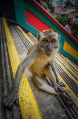 Portrait of a Curious Monkey in Natural Habitat