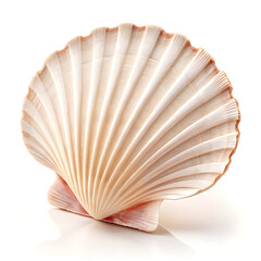 Elegant Scallop Shell High-Resolution Stock Photo of a Single Seashell