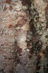 tree bark texture