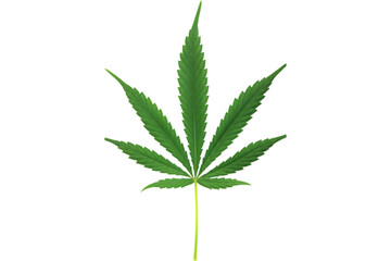 Cannabis or hemp or marijuana green fresh leaf isolated transparent background, marijuana green fresh leaf isolated transparent background