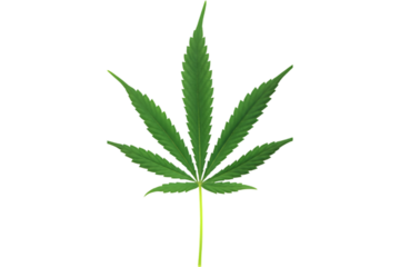 Cannabis or hemp or marijuana green fresh leaf isolated transparent background, marijuana green fresh leaf isolated transparent background