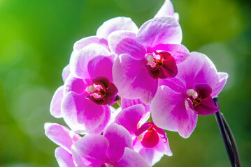 Purple Orchid branch on green natural background
