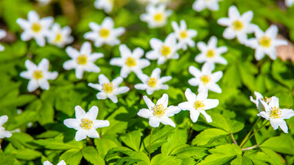 White snowdrops on a forest glade  © licvin