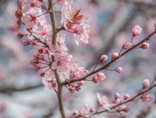  closeup on beautiful pink flowers and buds on branches of prunus blooming at spring