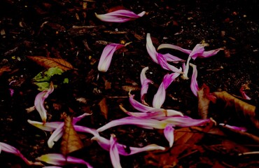A picture with different sharpness and blurring areas. Pink purple fell dahlia petals on dark...