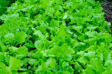 Vibrant green lettuce growing in a garden, showcasing the beauty of fresh, organic produce.
