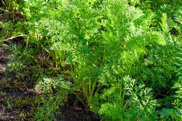 Fototapeta premium Lush green carrot tops sprout from the earth in a home garden, promising a fresh harvest.