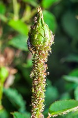 Obraz premium A rosebud is covered in aphids as a ladybug larva hunts them, illustrating natural pest control in action.