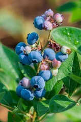 A close-up shows a cluster of plump, ripe blueberries on the bush, ready for harvest.