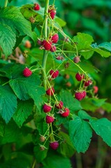 Fototapeta premium Vibrant, red raspberries hang heavy on a leafy branch, a beautiful display of summer's bounty.
