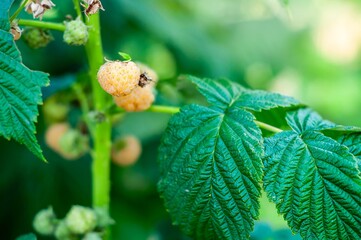 Close-up of golden raspberries on the vine, highlighting their vibrant color and fresh appearance.