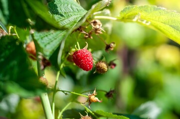Close-up shows a ripe red raspberry growing on the vine in a sunny summer garden.