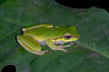 Cascade Stream Frog (Ranoidea pearsoniana) - Australian Amphibian