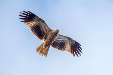 Black Kite - Milvus migrans - raptor flying overhead with wings spread