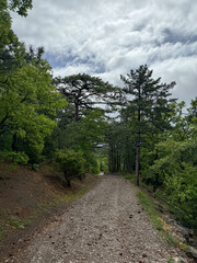 Fototapeta premium forest mountain road and coniferous green forest