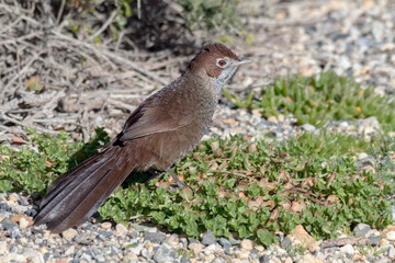 Obraz premium Australian Rufous Bristlebird - Dasyornis broadbenti on coastal vegetation