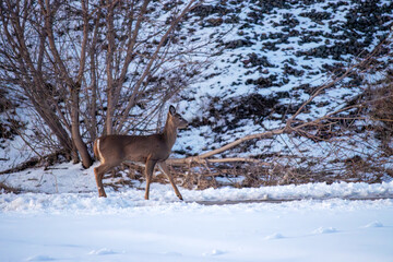 Fototapeta premium A deer in the snow