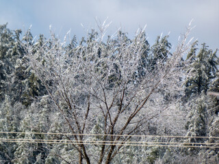 Ice-covered trees in winter